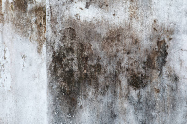 Best Real Estate Mold Inspection  in Mountain View, NC