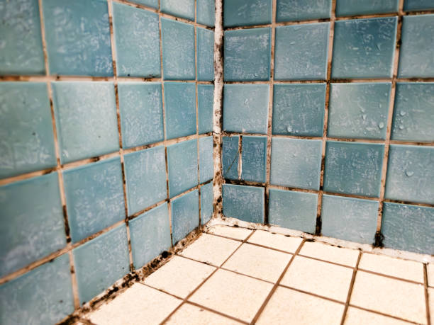 Mountain View, NC Mold Removal Company